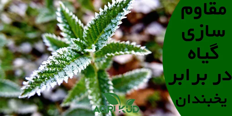 مقاومسازی گیاه در برابر یخبندان با پتاسیم